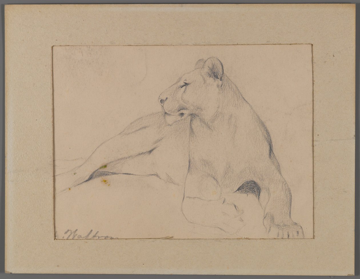 Siedząca lwica (grafit na papierze przymocowanym do maty okiennej) autorstwa Philip H. Wolfrom