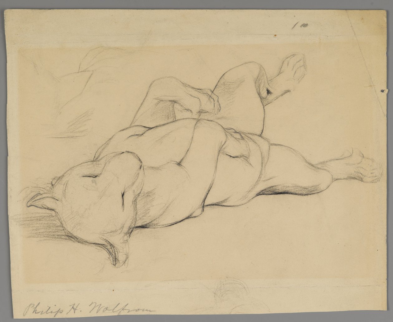 Śpiąca lwica (grafit na papierze) autorstwa Philip H. Wolfrom