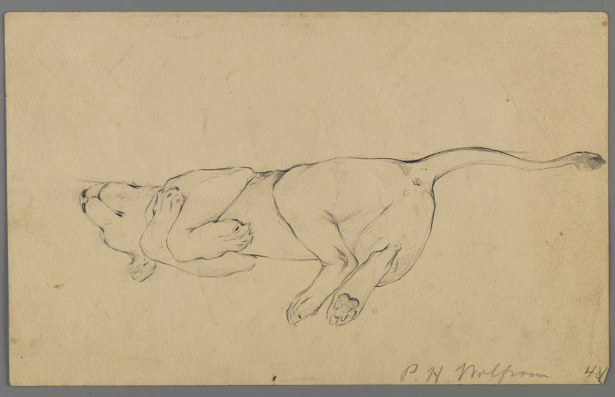 Śpiąca lwica (grafit na papierze) autorstwa Philip H. Wolfrom