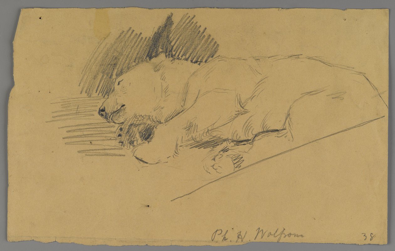 Śpiący niedźwiedź polarny (grafit na papierze) autorstwa Philip H. Wolfrom