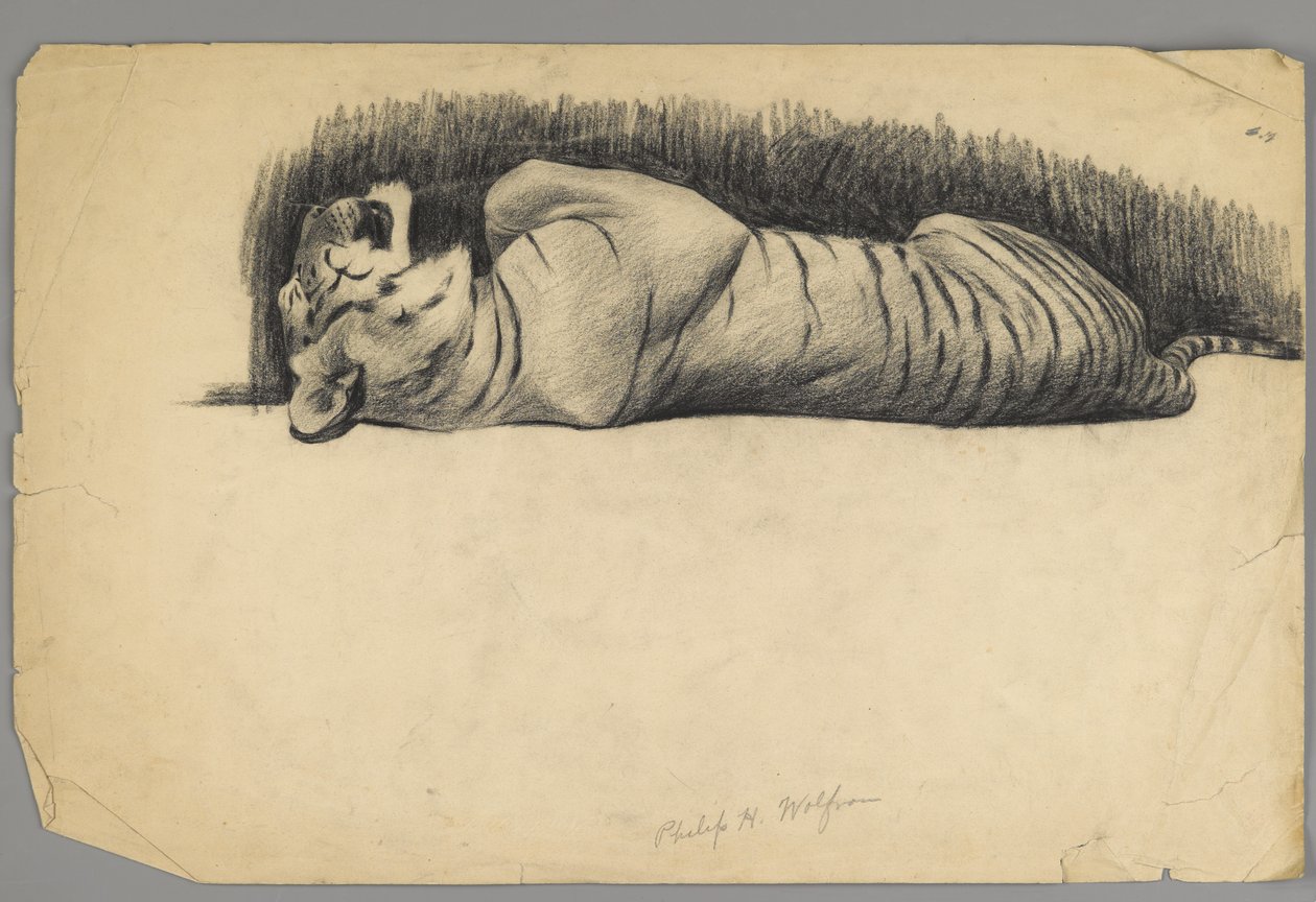 Śpiący tygrys (węgiel drzewny na papierze) autorstwa Philip H. Wolfrom