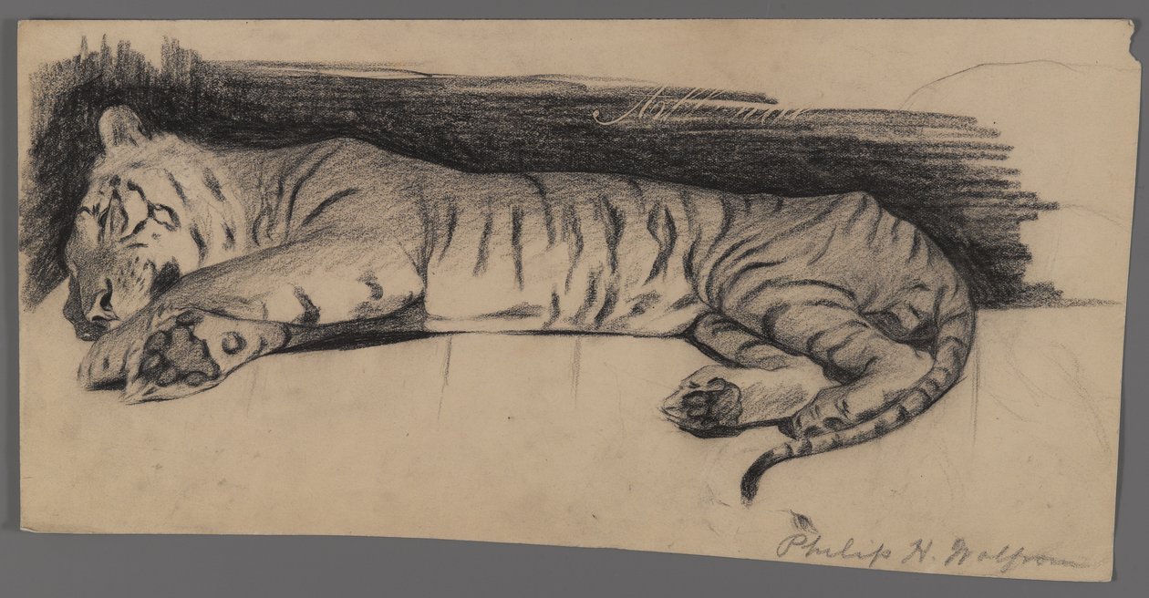 Śpiący tygrys (węgiel drzewny na papierze) autorstwa Philip H. Wolfrom