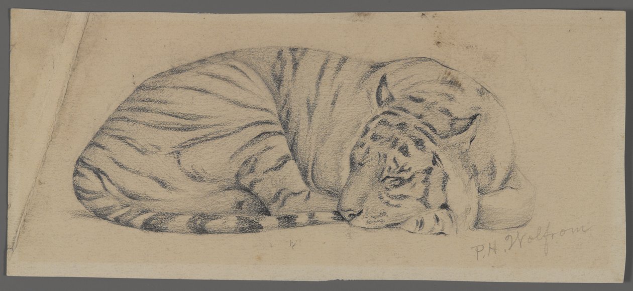 Śpiący tygrys (grafit na papierze) autorstwa Philip H. Wolfrom