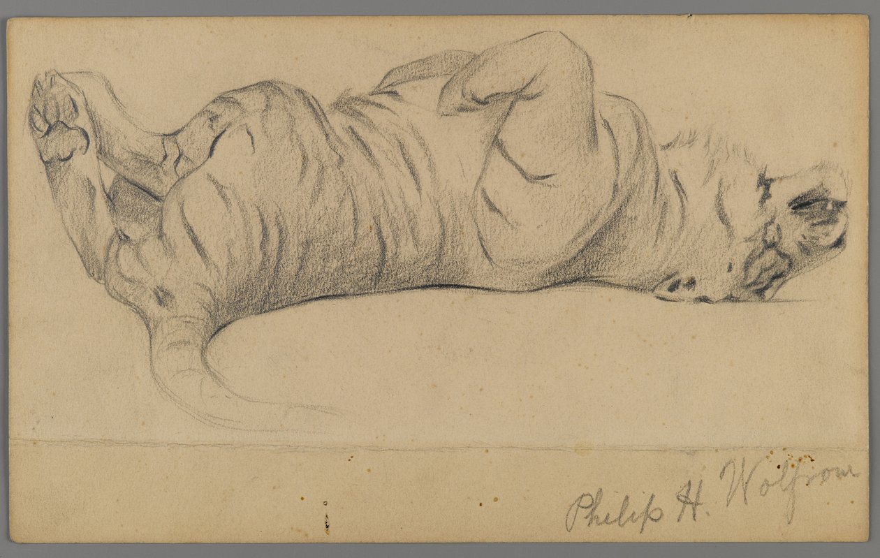 Śpiący tygrys (grafit na papierze) autorstwa Philip H. Wolfrom
