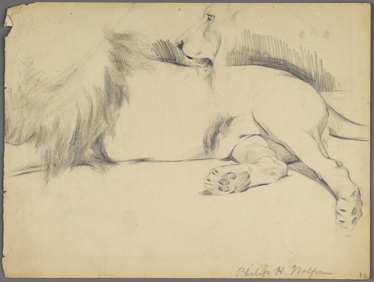 Studia lwa (grafit na papierze) autorstwa Philip H. Wolfrom