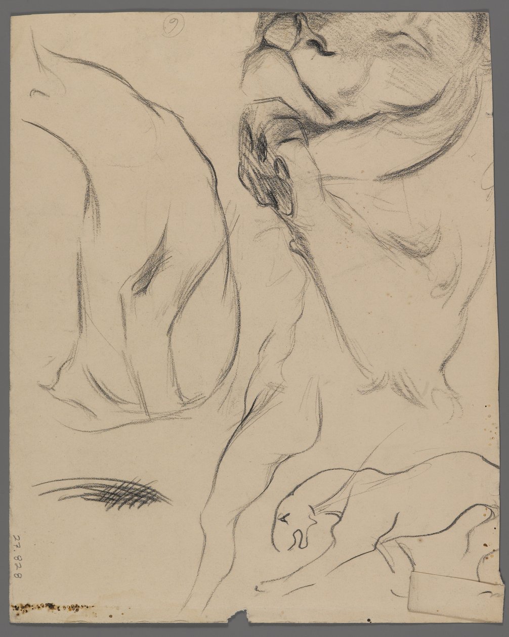 Studia lwa (grafit na papierze) autorstwa Philip H. Wolfrom