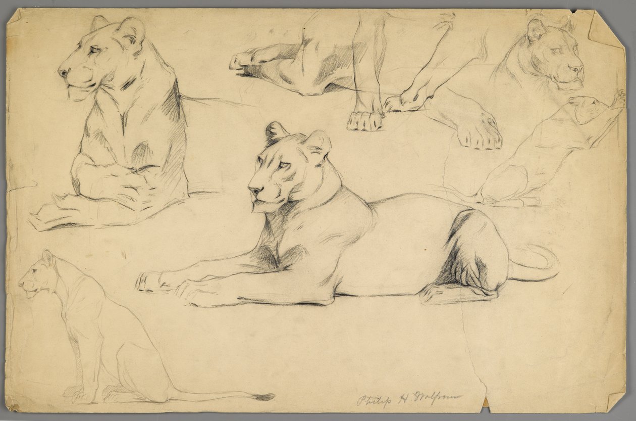Studia lwicy (grafit i węgiel drzewny na papierze) autorstwa Philip H. Wolfrom