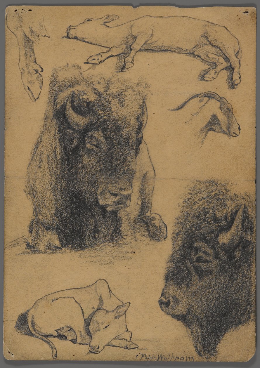 Studia żubra, cielęcia i kozy (grafit i tusz na papierze) autorstwa Philip H. Wolfrom