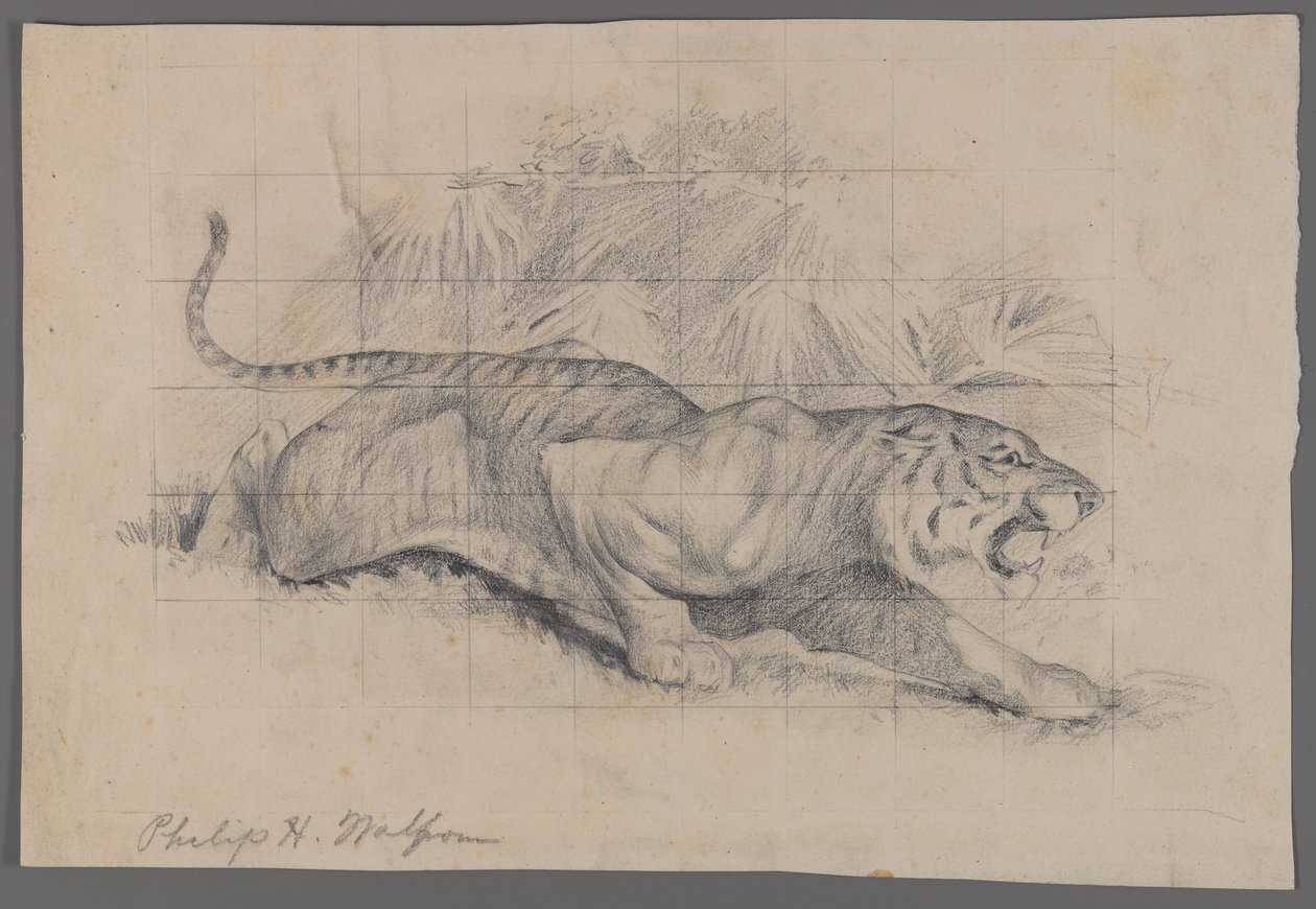 Tygrys w pejzażu (grafit na papierze) autorstwa Philip H. Wolfrom