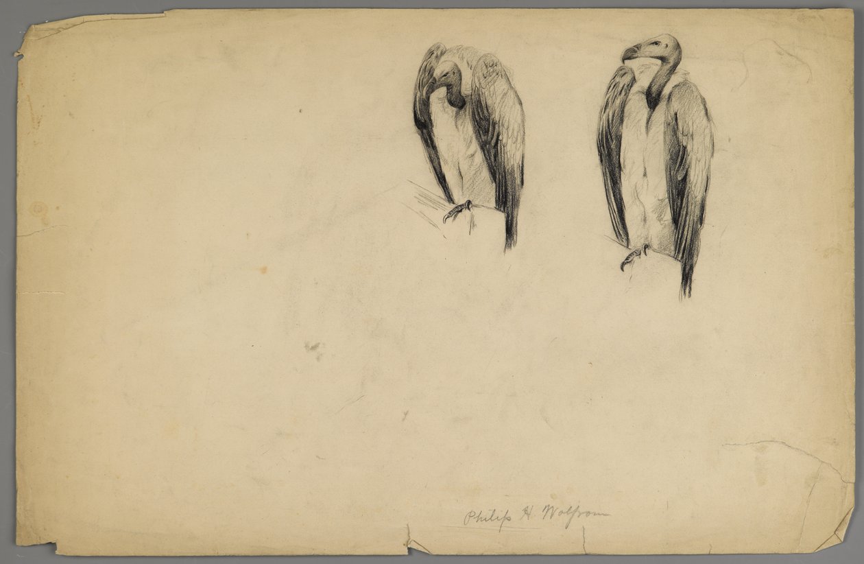 Sępy (węgiel drzewny na papierze) autorstwa Philip H. Wolfrom