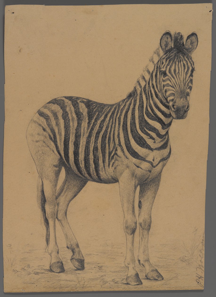 Zebra (grafit na papierze) autorstwa Philip H. Wolfrom