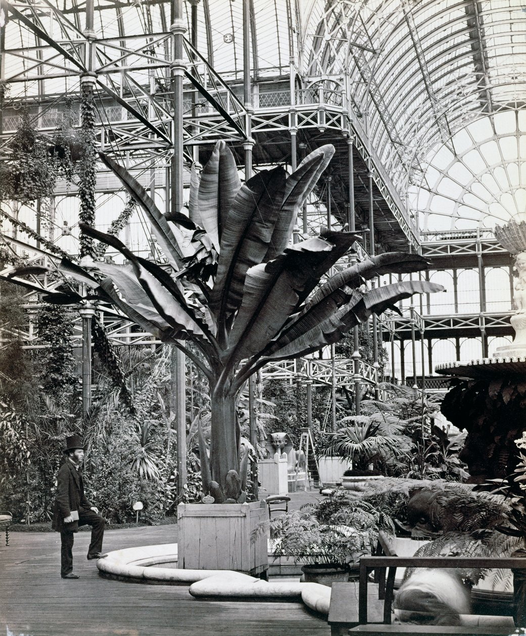 Rośliny tropikalne w Sali Egipskiej, Crystal Palace, Sydenham, Londyn, 1854 autorstwa Philip Henry Delamotte