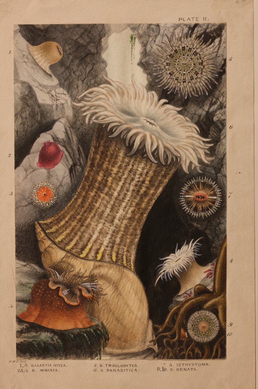 Tablica II, opracowanie dla „Actinologia Britannica: A History of the British Sea Anemones and Corals”, ok. 1858-60 (grafit, wc i gwasz na papierze) autorstwa Philip Henry Gosse