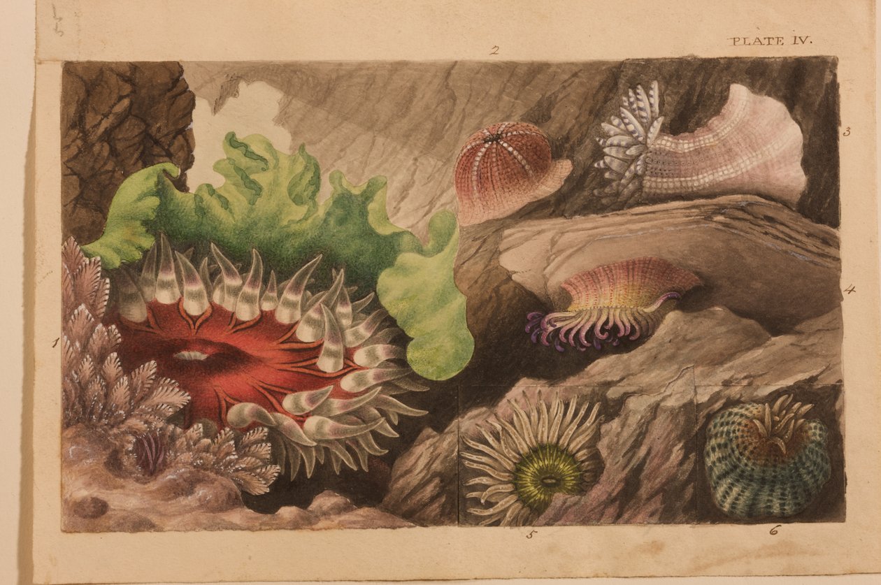 Tablica IV, opracowanie dla „Actinologia Britannica: A History of the British Sea Anemones and Corals”, ok. 1858-60 (grafit, wc i gwasz na papierze) autorstwa Philip Henry Gosse