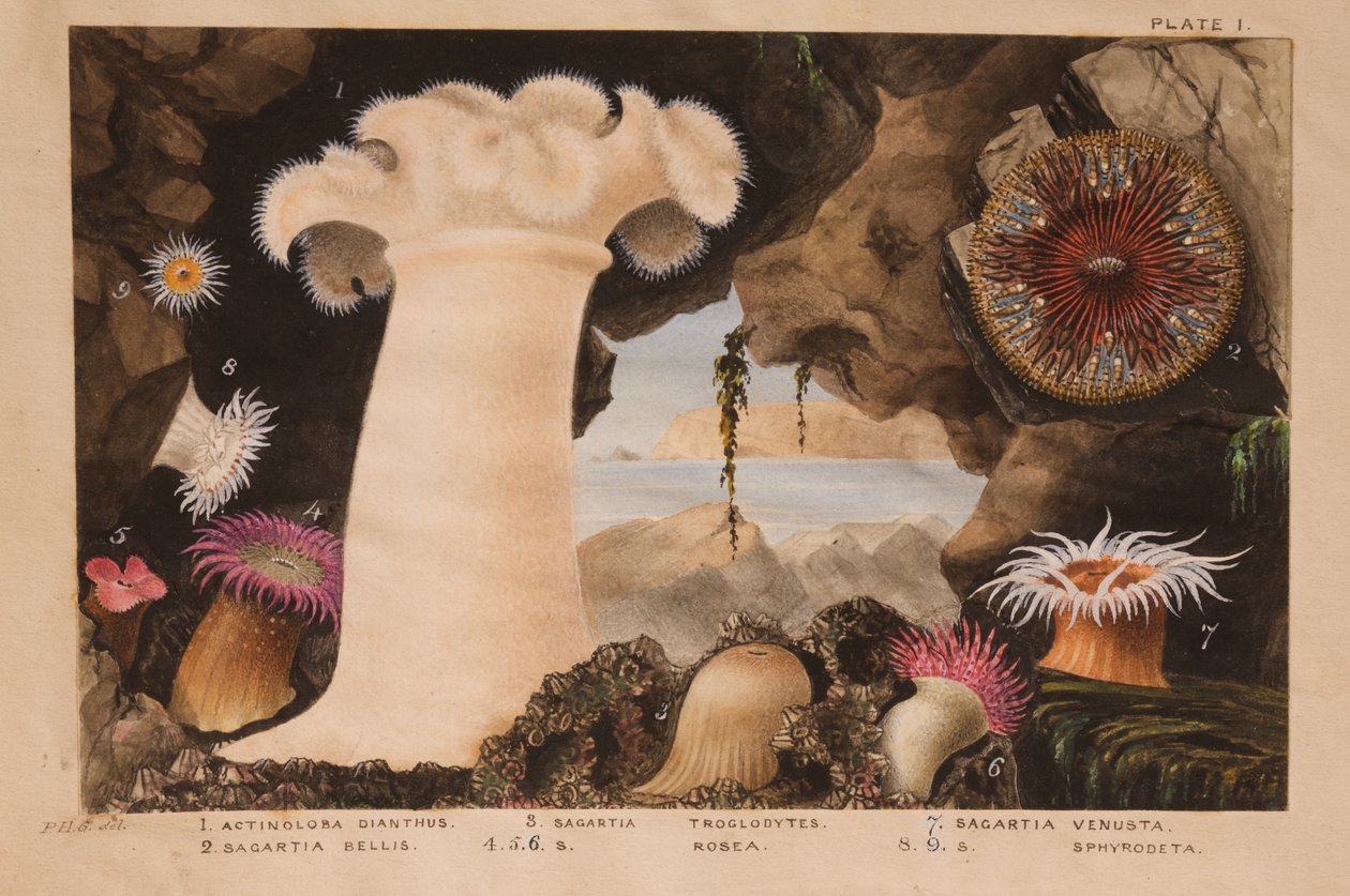 I, opracowanie dla „Actinologia Britannica: A History of the British Sea Anemones and Corals”, ok. 1858-60 (grafit, wc i gwasz na papierze) autorstwa Philip Henry Gosse