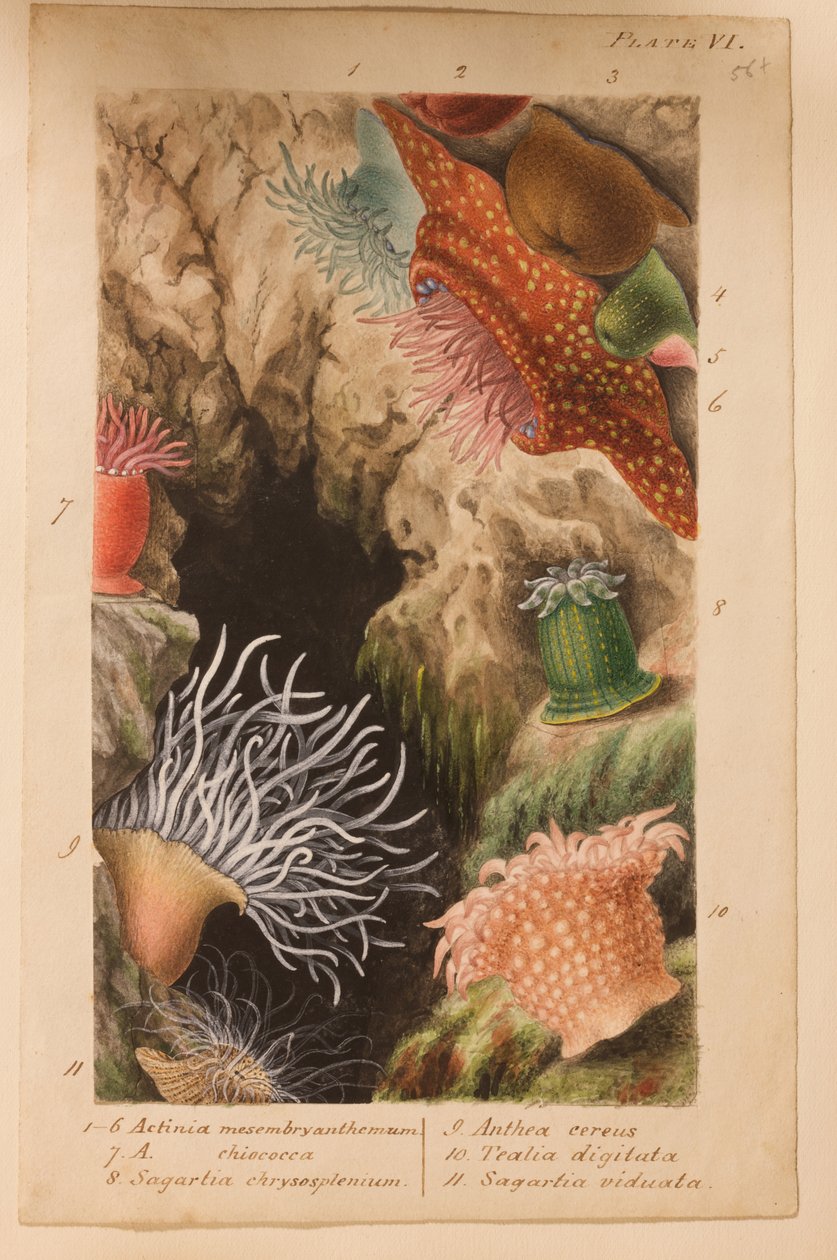Tablica VI, opracowanie dla „Actinologia Britannica: A History of the British Sea Anemones and Corals”, ok. 1858-60 (grafit, wc i gwasz na papierze) autorstwa Philip Henry Gosse