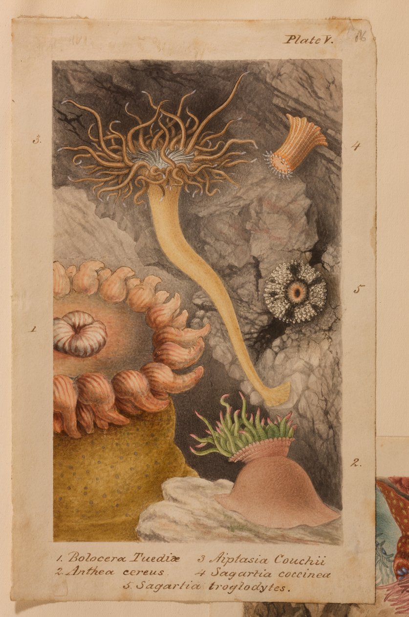 Płyta V, studium do "Actinologia Britannica: A History of the British Sea Anemones and Corals", ok. 1858-60 (grafit, wc i gwasz na papierze) autorstwa Philip Henry Gosse