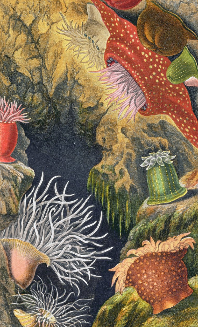 Diadem pryszcz, płyta VI z „Actinologia Britannica: A History of the British Sea Anemones and Corals”, 1860 (chromolitho) autorstwa Philip Henry Gosse
