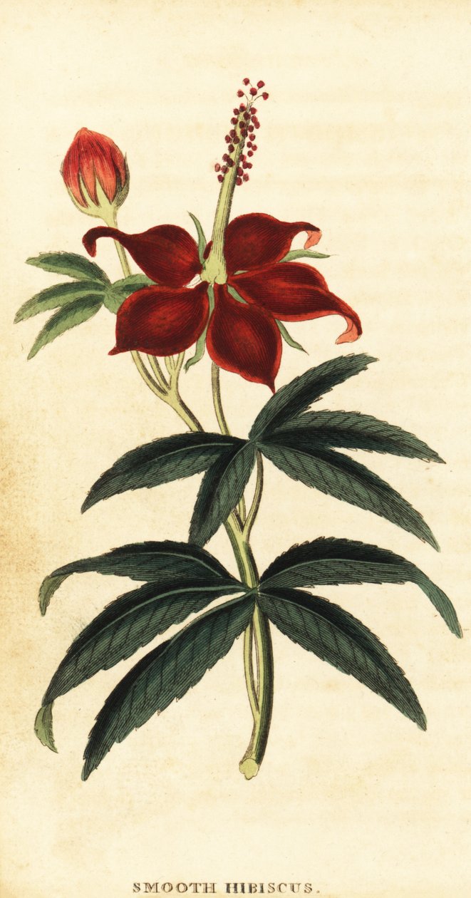 Turkcap, Malvaviscus arboreus., 1800 (grawerowanie) autorstwa Philip Miller