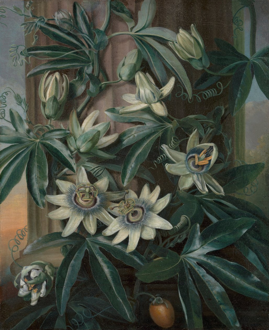 Niebieski kwiat męczennicy dla Temple of Flora Roberta Johna Thorntona (Londyn, 1799–1812) autorstwa Philip Reinagle