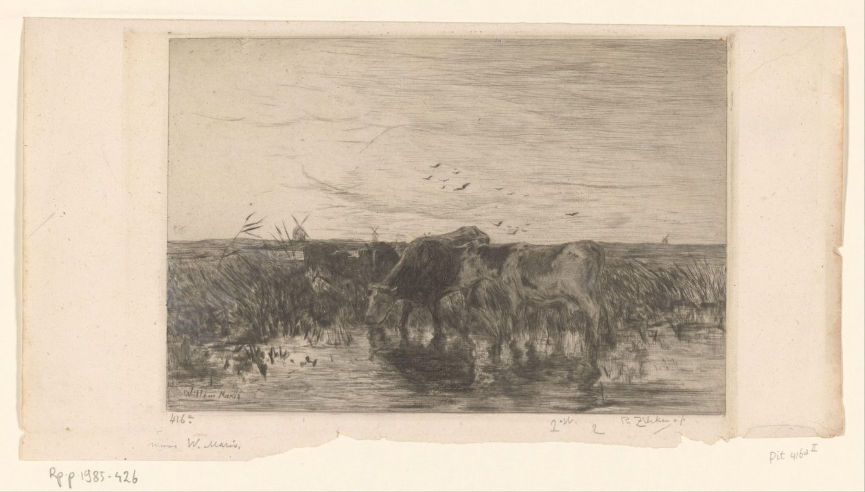 Krowy w pobliżu wody na łące Vaches au bord de l