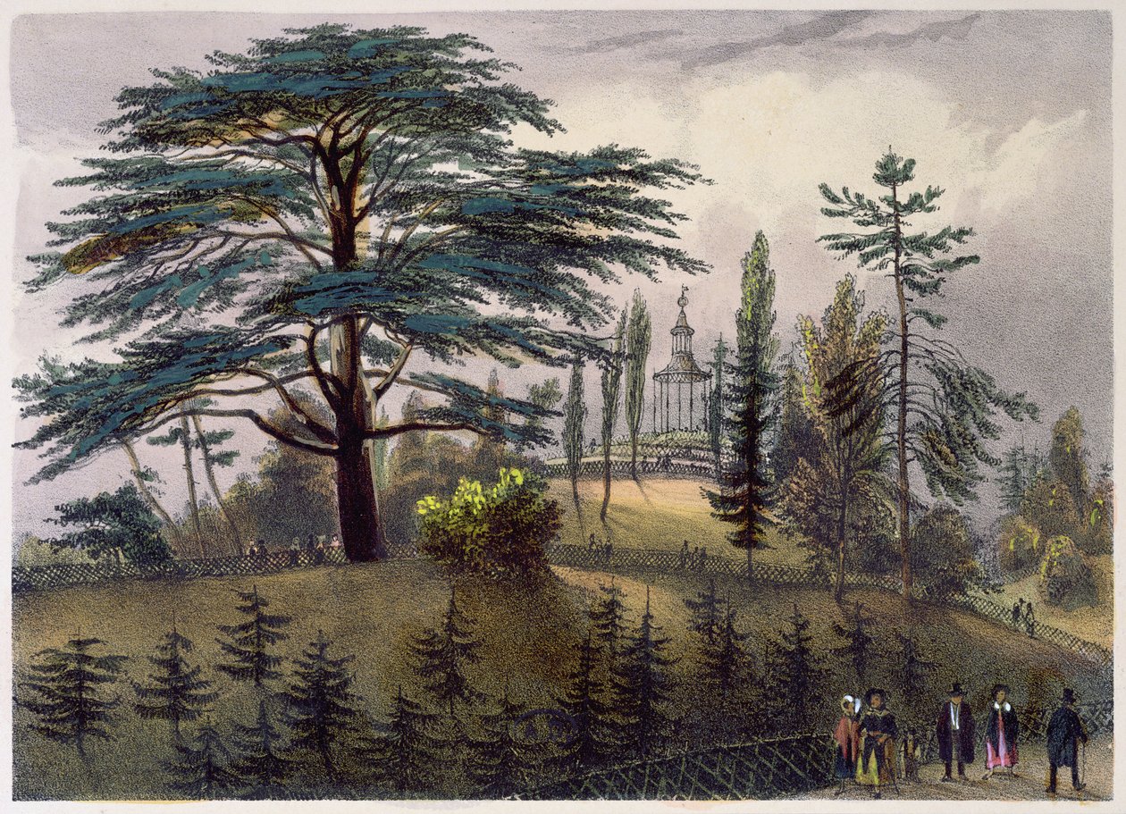 Cedr Libanu i Labirynt w Jardin des Plantes, Paryż autorstwa Philippe Benoist