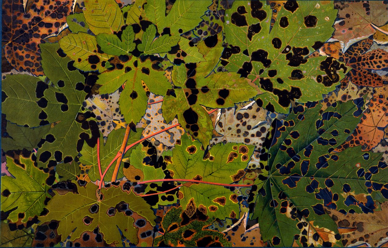 Acer pseudoplatanus: Jawor zaatakowany przez czarnego grzyba Rhytisma acerinum, 1907-09 (fotograwiura) autorstwa Philippe Robert