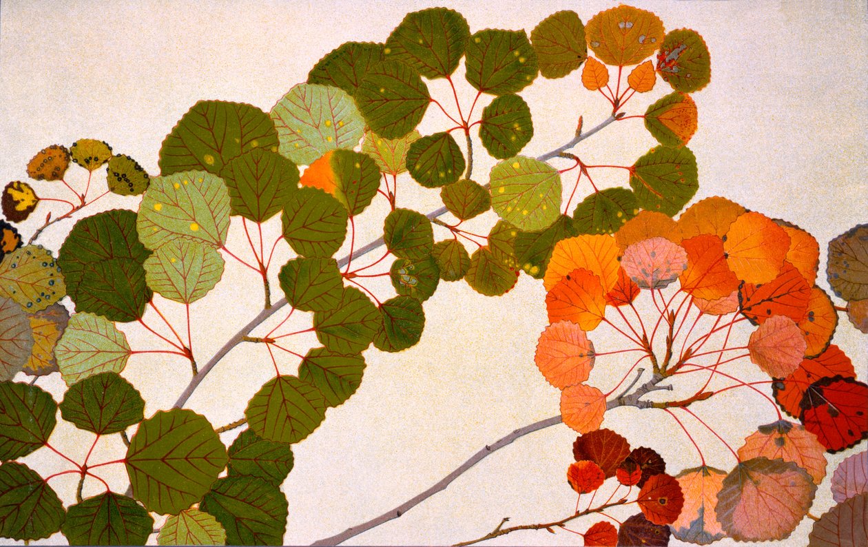 Populus tremula, czyli osika europejska, 1907-09 (fotograwiura) autorstwa Philippe Robert