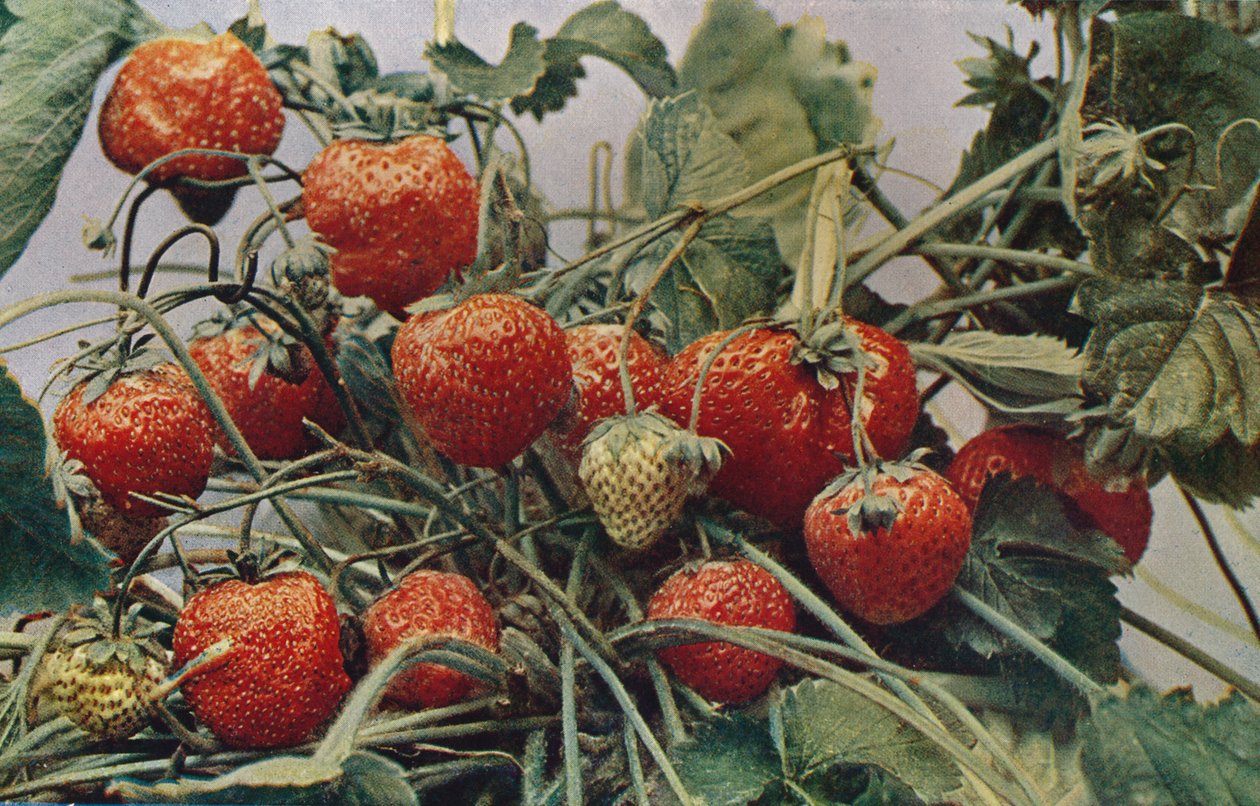 Truskawki - John Kidd & Co. Ltd., 1910 autorstwa Photochrom Co Ltd of London
