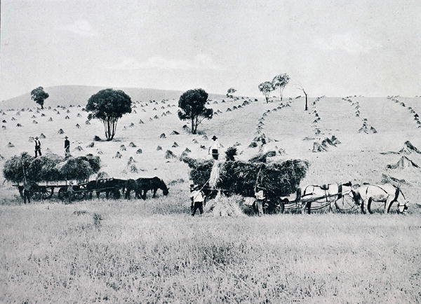 Harvesting, Nowa Południowa Walia, ok. 1900, z „Pod Krzyżem Południa – Przebłyski Australii”, wydane przez Department of External Affairs, Melbourne autorstwa Photographer Australian