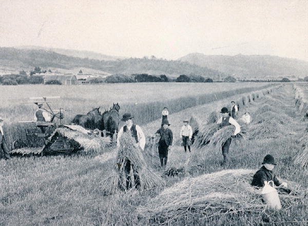 Żniwa pszenicy, Tasmania, ok. 1900, z „Pod Krzyżem Południa – Przebłyski Australii”, opublikowane przez Department of External Affairs, Melbourne autorstwa Photographer Australian