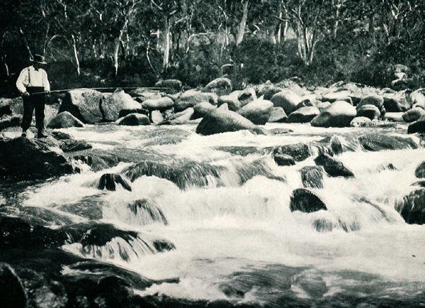 Pstrągowe bystrza w Snowy River, Jindabyne, Nowa Południowa Walia, ok. 1900, z „Under the Southern Cross – Glimpses of Australia”, opublikowane przez Department of External Affairs, Melbourne autorstwa Photographer Australian