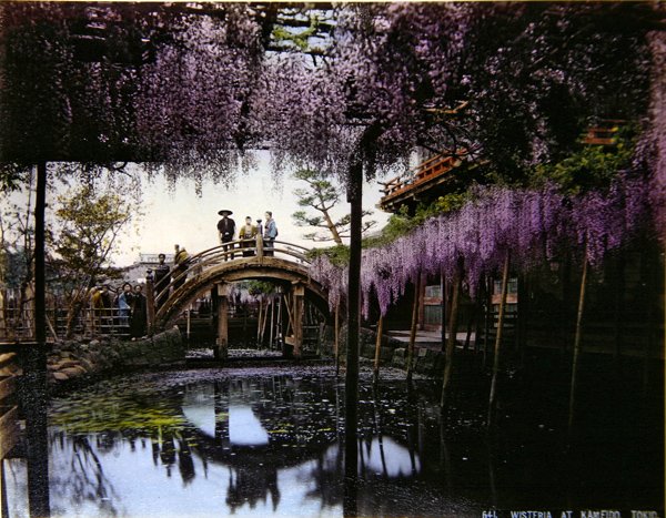 Wisteria w ogrodzie w Kameido, ok. 1900 (kolorowe zdjęcie) autorstwa Photographer Japanese