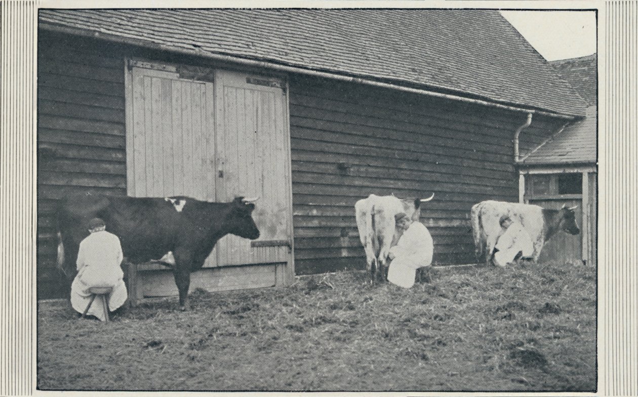 Dojenie krów, 1910 autorstwa Pictorial Agency