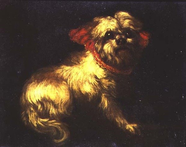 Terier maltański autorstwa Pier Francesco Cittadini