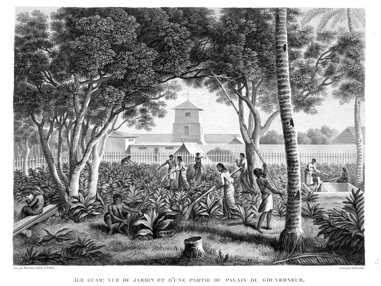 Wyspa Guam: Tubylcy przy pracy w Ogrodzie Pałacu Gubernatora, z „Voyage Autour du Monde (1817-20)” Louisa Claude
