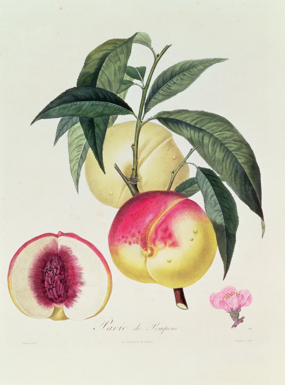 Pavie de Pompone, grawerowane przez Bouquet autorstwa Pierre Antoine Poiteau