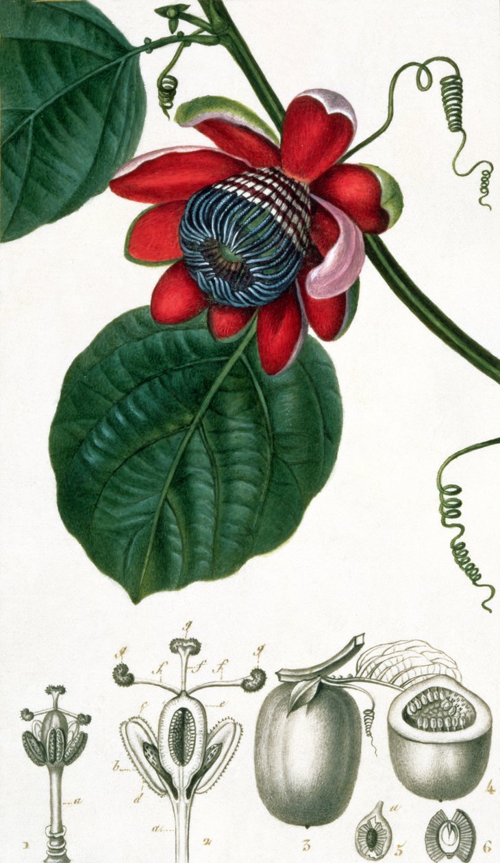 Passion Flower z Lecons de Flore autorstwa Pierre Jean Francois Turpin