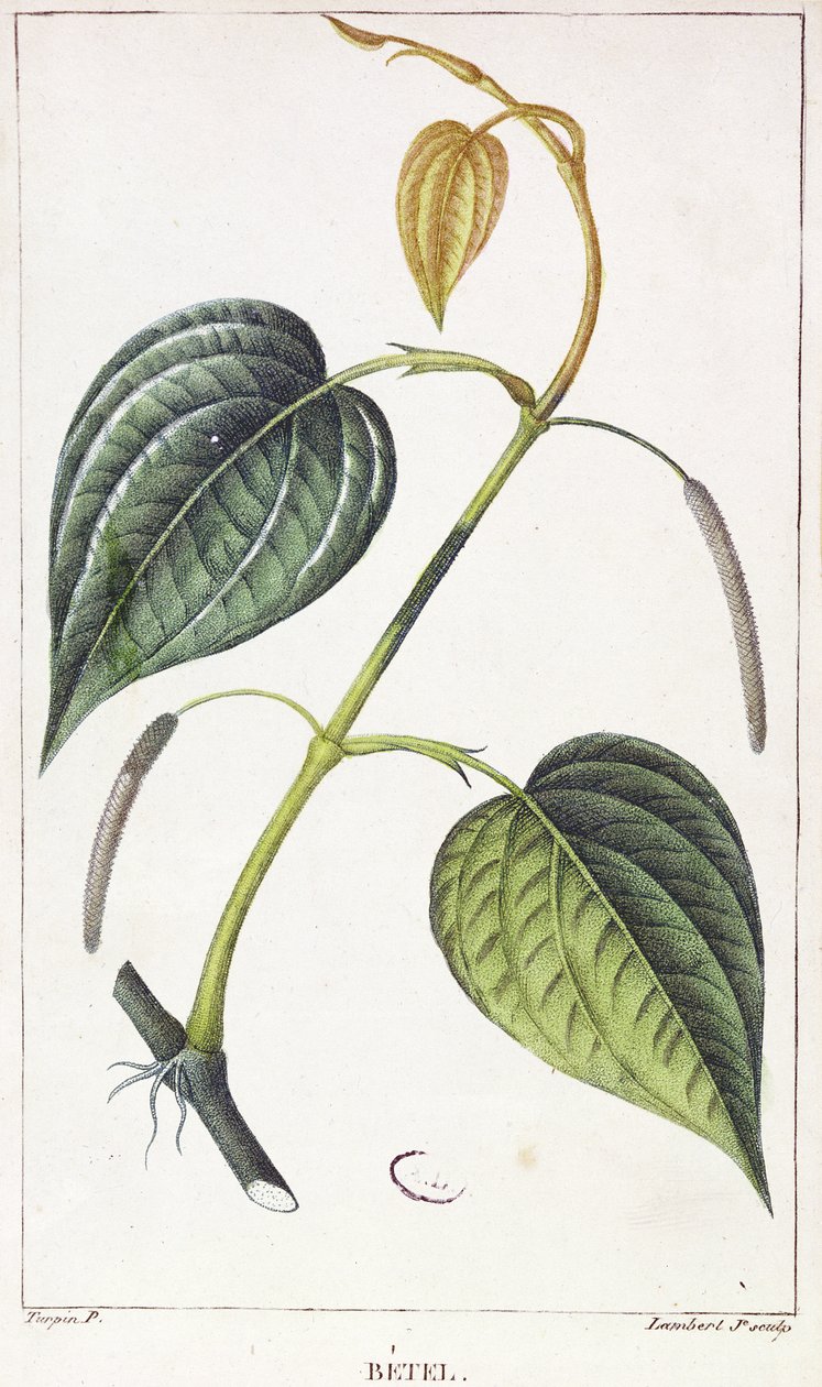 Betel, płyta botaniczna, ok. 1810 autorstwa Pierre Jean Francois Turpin