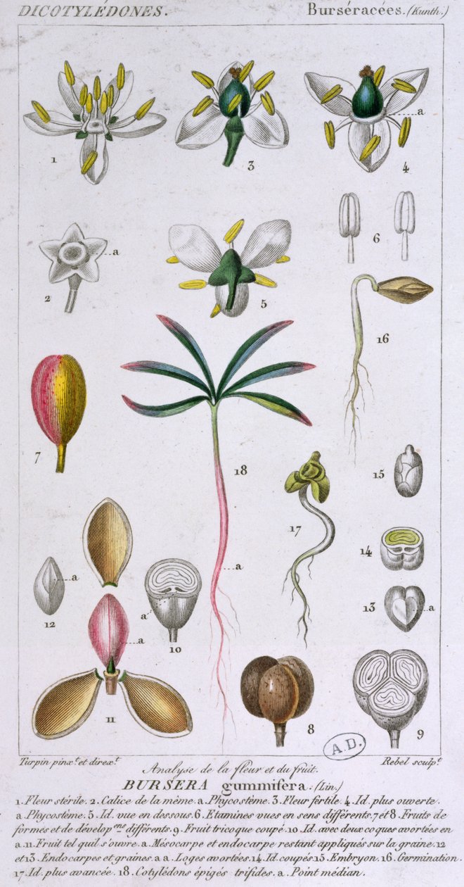 Bursera Gummifera, grawerowana przez Rebel c.1810-20 (kolor grawerowany) autorstwa Pierre Jean Francois Turpin