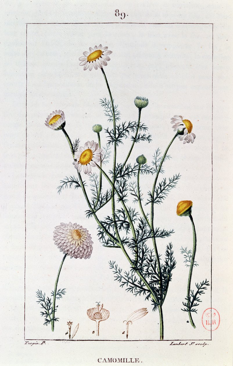 Rumianek, reprodukcja płyty z "Flore medicale" autorstwa Francois-Pierre Chaumeton (1775-1819) autorstwa Pierre Jean Francois Turpin