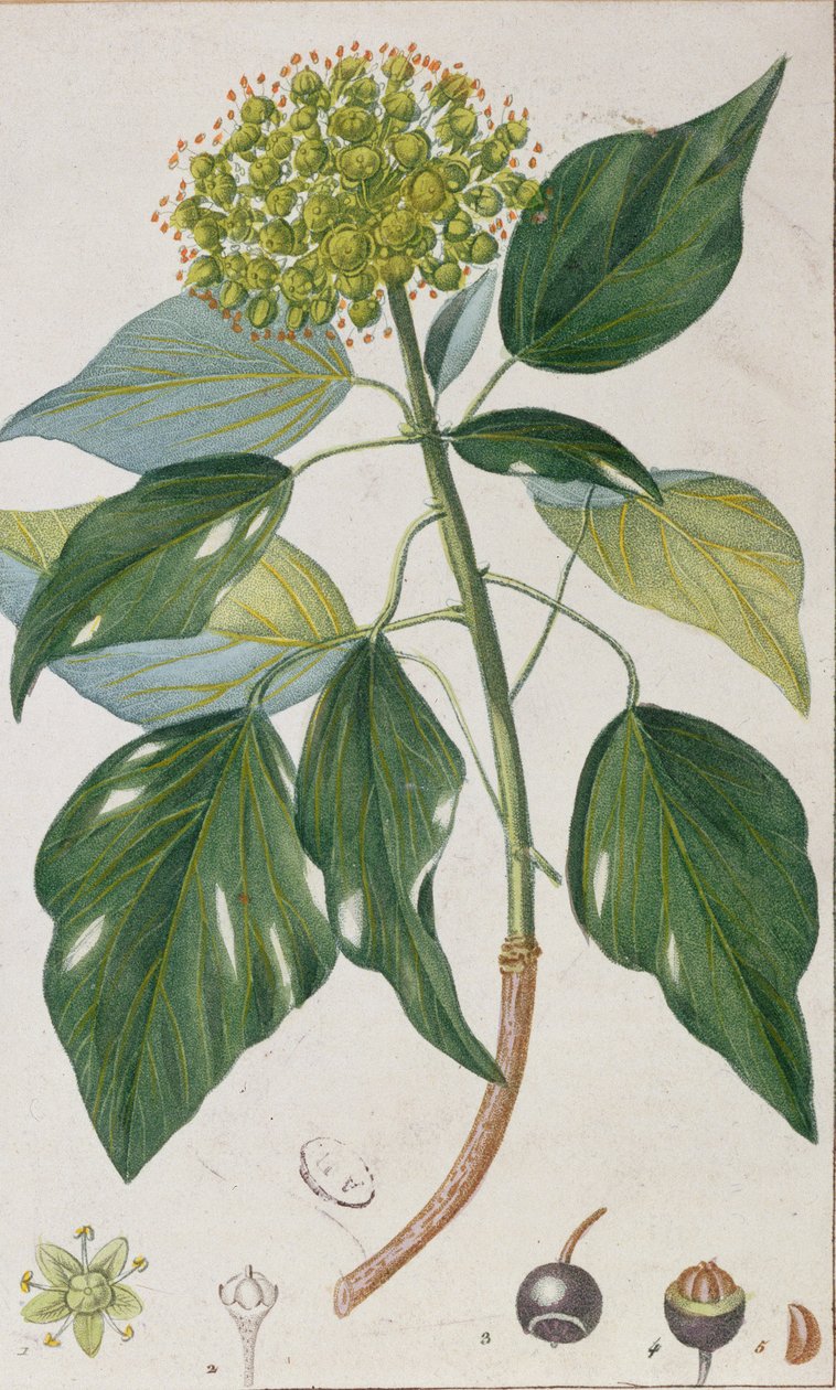 Bluszcz pnący, płyta botaniczna, ok.1820 autorstwa Pierre Jean Francois Turpin