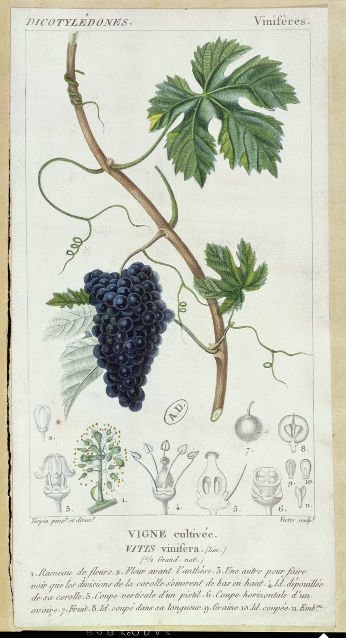 Talerz botaniczny winorośli (Vitis Vinifera), ok.1820 autorstwa Pierre Jean Francois Turpin
