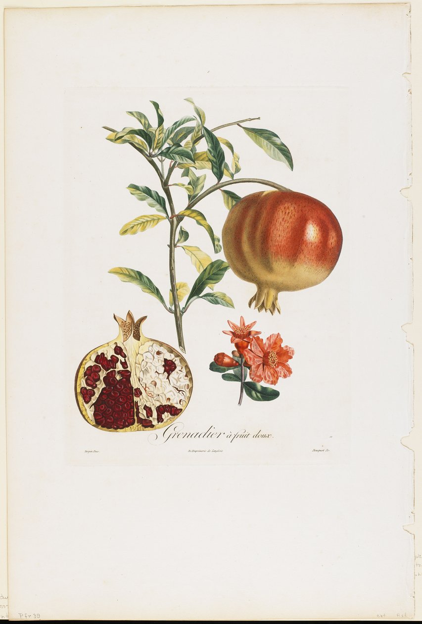 Grenadier a fruit doux, z Traite des Arbres Fruitiers, 1807-35 (rycina ręcznie kolorowana) autorstwa Pierre Jean Francois Turpin