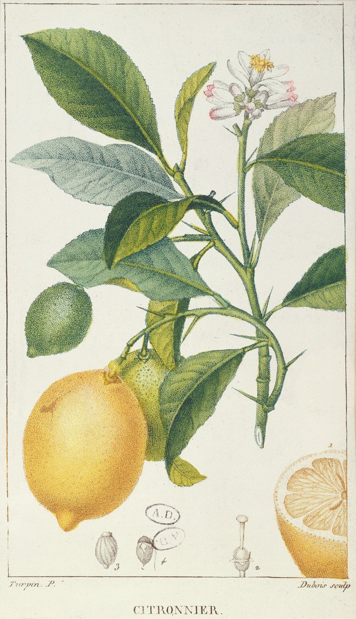 Drzewo cytrynowe, rycina Dubois, ok. 1820 r. autorstwa Pierre Jean Francois Turpin