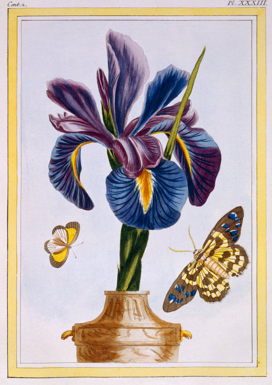 Irys pospolity z motylami, ok.1776 (ręcznie barwiony grawerunek) autorstwa Pierre Joseph Buchoz