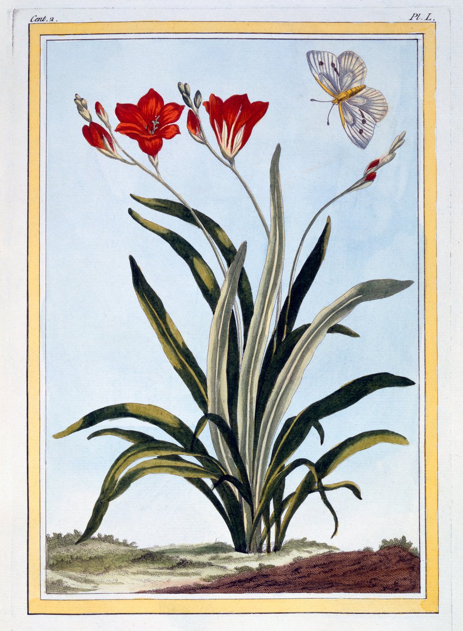 Cornlily, ok.1766 (ręcznie barwiony grawer) autorstwa Pierre Joseph Buchoz