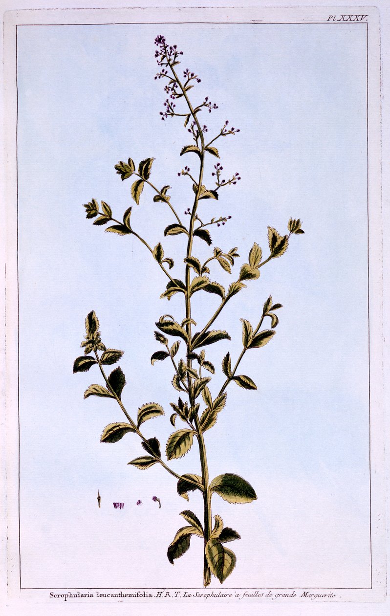 Figwort lub Scrofulaira autorstwa Pierre Joseph Buchoz