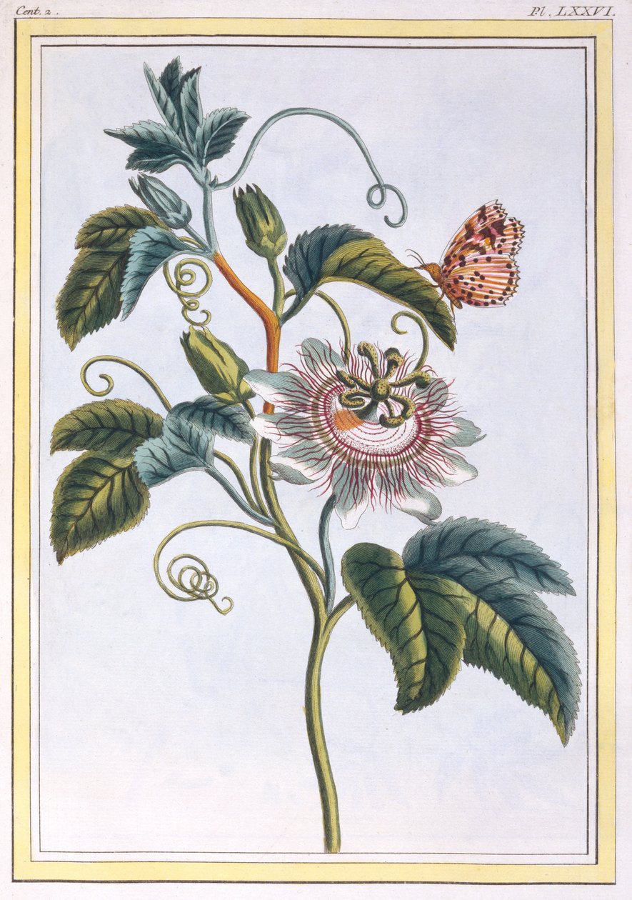 La Grenadille lub Le Maracot (Niebieski kwiat passiflory), ok. 1766 (rycina ręcznie kolorowana) autorstwa Pierre Joseph Buchoz
