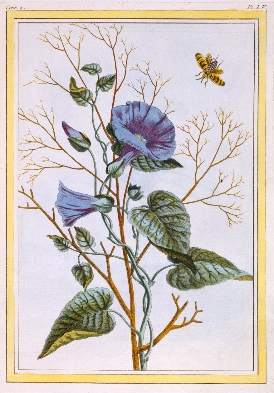 Le Grand Liseron Violet (Convovlus), ok.1776 (ręcznie barwiony grawerunek) autorstwa Pierre Joseph Buchoz